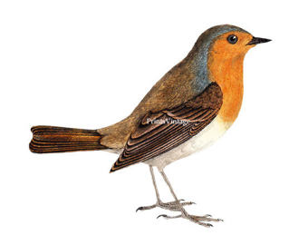 Old World Flycatcher clipart #9, Download drawings