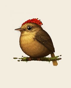 Old World Flycatcher clipart #1, Download drawings