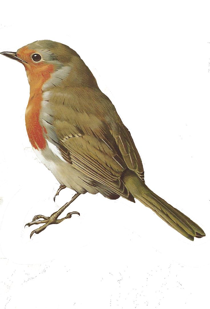 Old World Flycatcher clipart #5, Download drawings