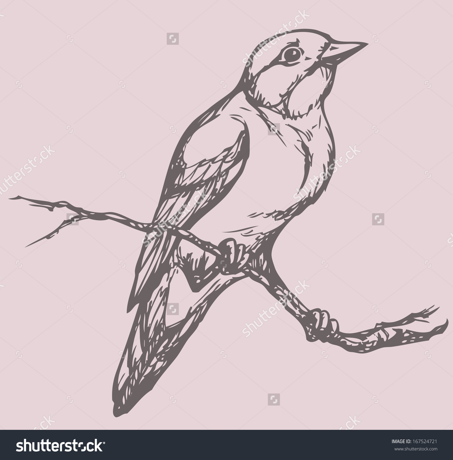 Old World Flycatcher coloring #5, Download drawings