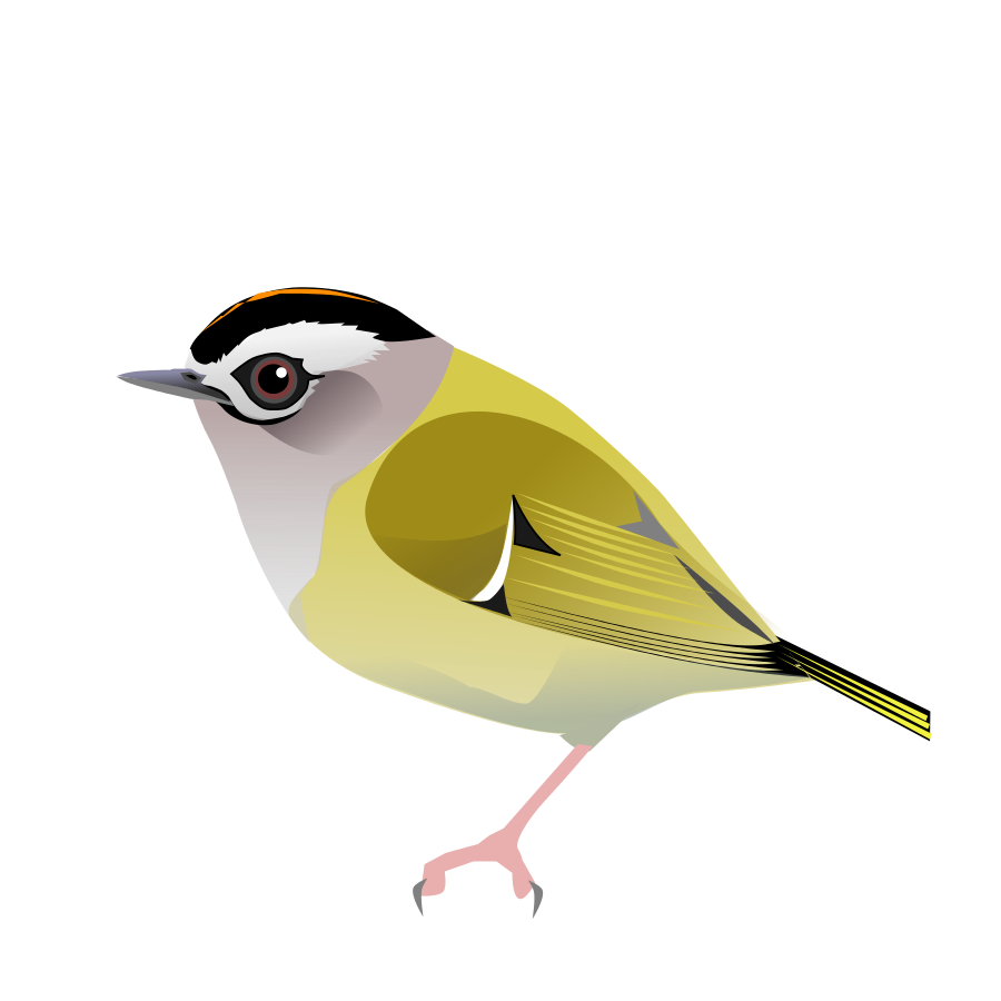 Old World Flycatcher svg #17, Download drawings