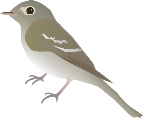 Old World Flycatcher svg #3, Download drawings