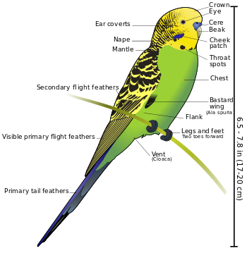 Yellow Ring Neck Parrot svg #20, Download drawings