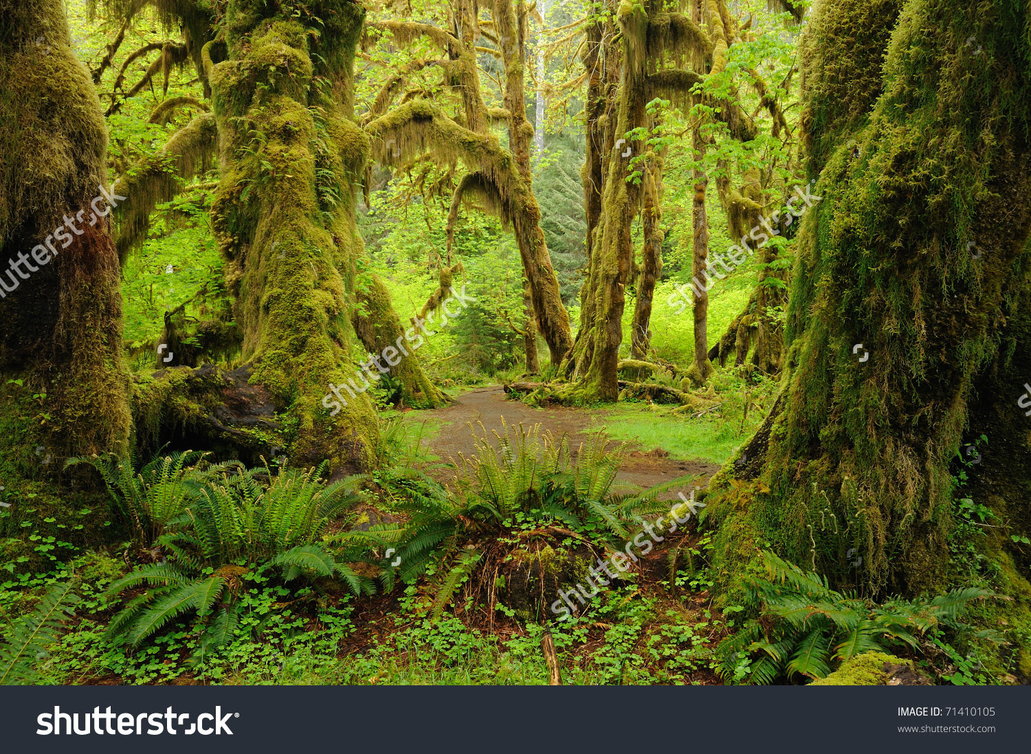 Olympic National Park clipart #1, Download drawings