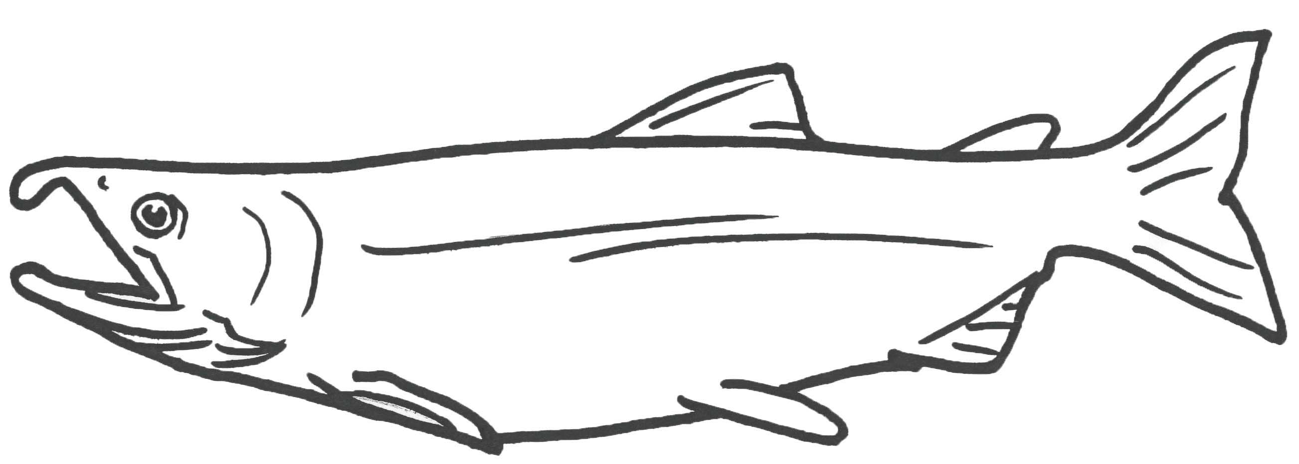 Sockeye Salmon coloring #16, Download drawings