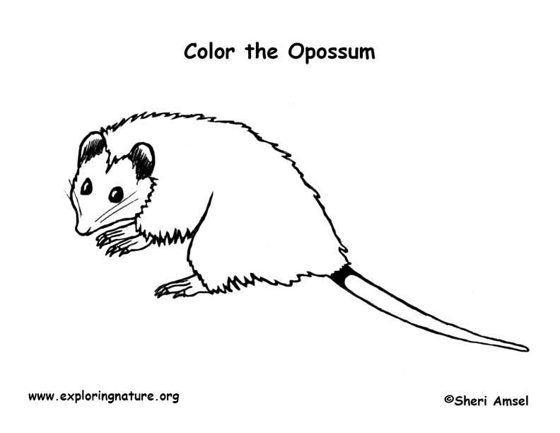 Opossum coloring #18, Download drawings
