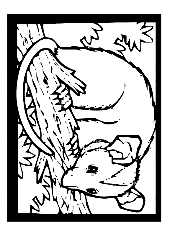 Opossum coloring #8, Download drawings