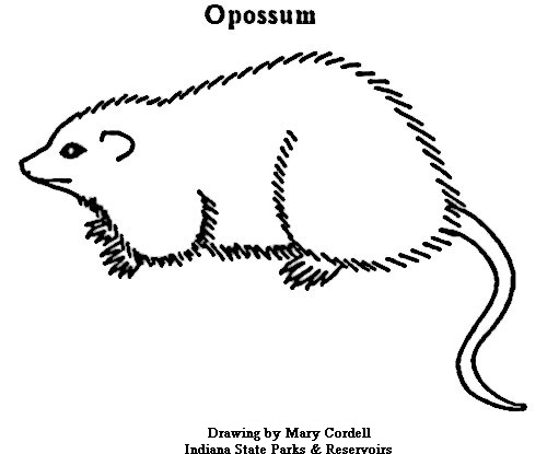 Opossum coloring #6, Download drawings