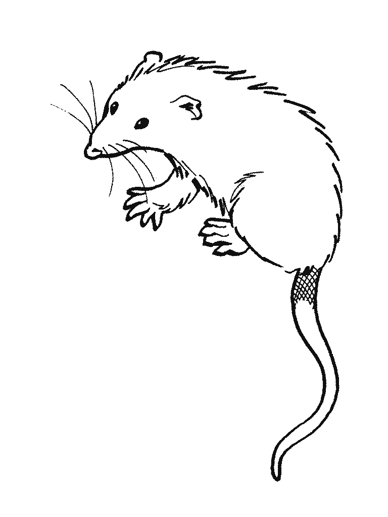 Opossum Coloring Pages