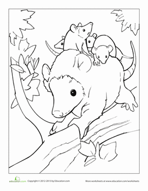 Opossum coloring #12, Download drawings