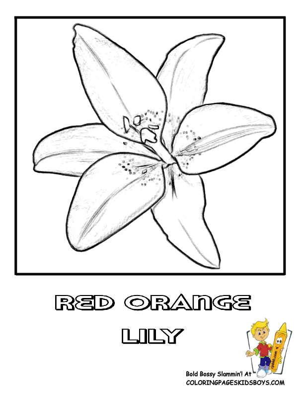 Orange Flower coloring #14, Download drawings