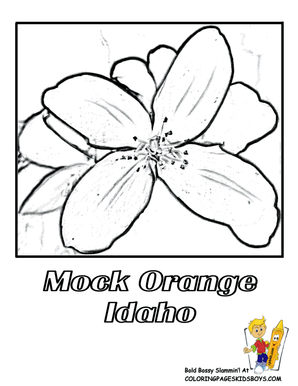 Orange Flower coloring #15, Download drawings