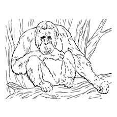 Orangutan coloring #12, Download drawings