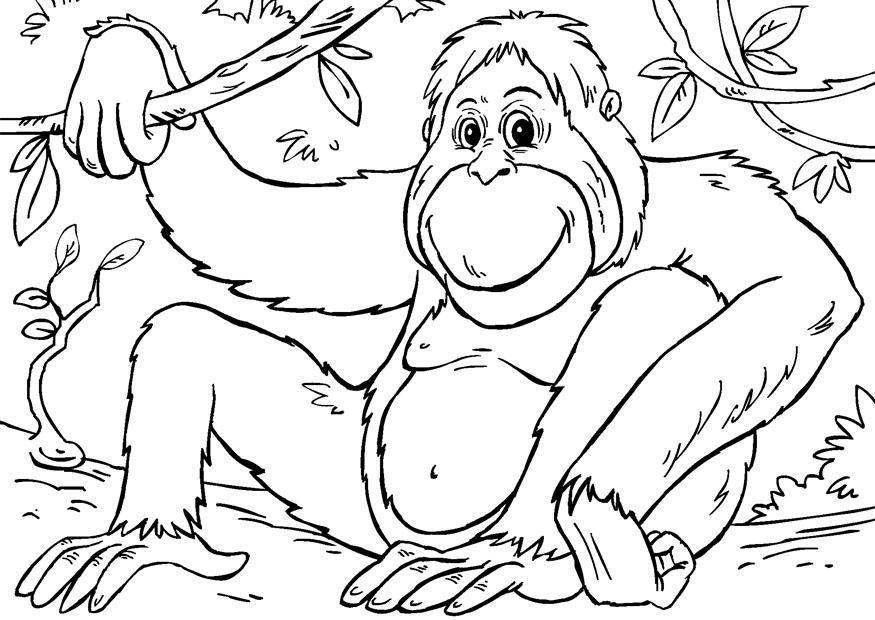 Orangutan coloring #17, Download drawings