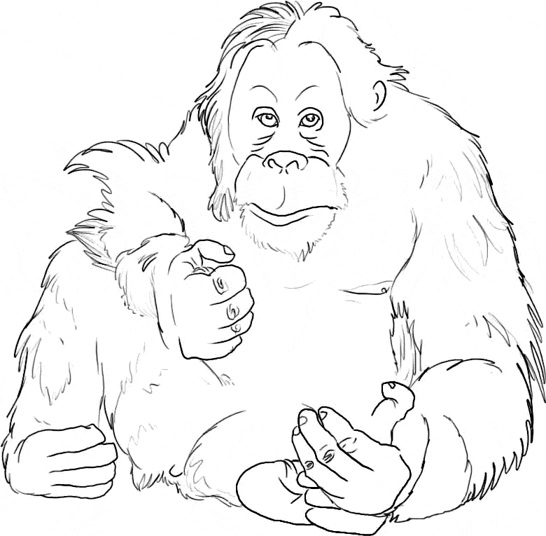 Orangutan coloring #15, Download drawings