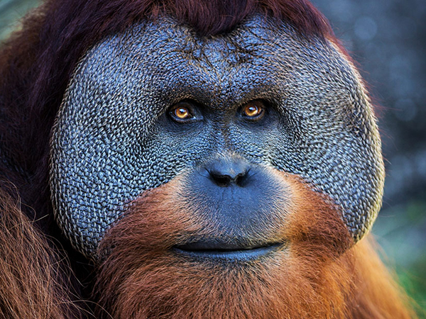 Orangutan svg #17, Download drawings