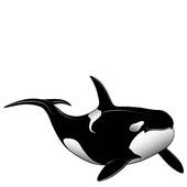 Orca clipart #2, Download drawings
