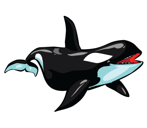 Orca clipart #12, Download drawings
