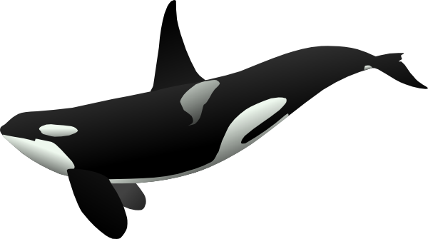 Orca clipart #17, Download drawings