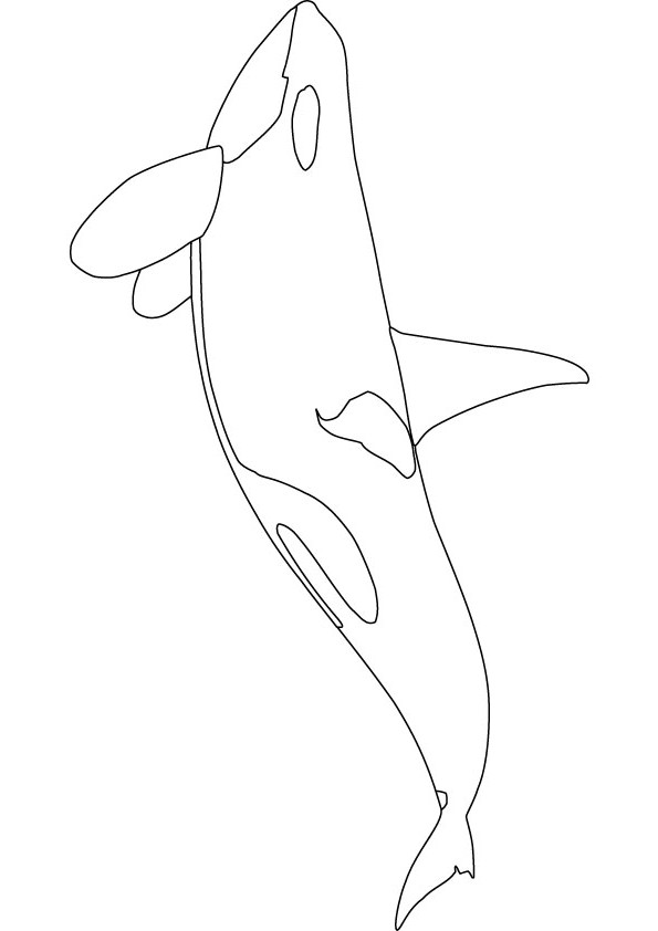 Orca coloring #8, Download drawings