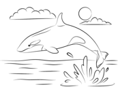 Orca coloring #4, Download drawings