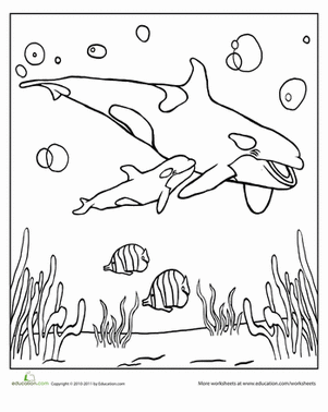 Orca coloring #19, Download drawings