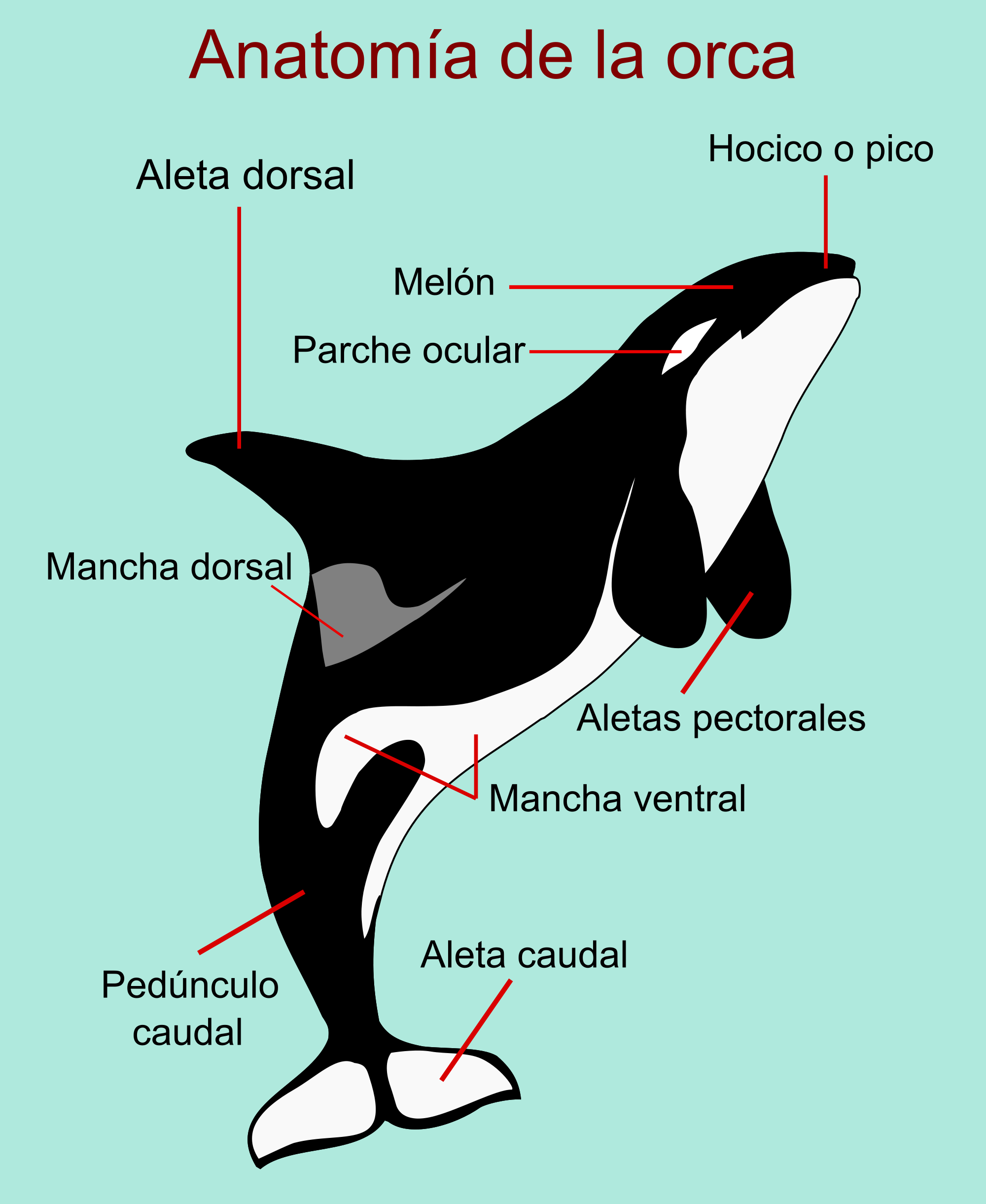 Orca svg #9, Download drawings