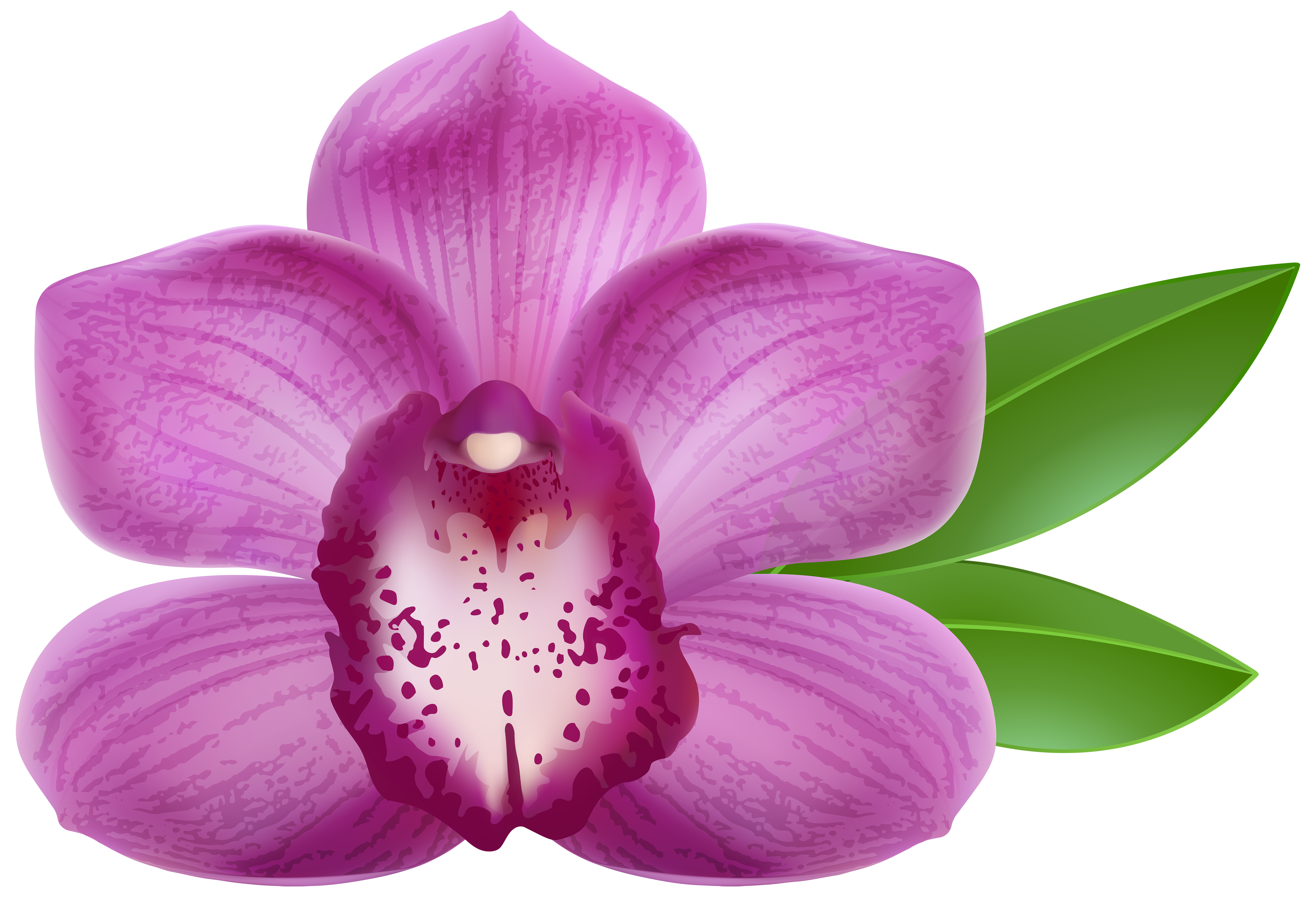 Orchid clipart #3, Download drawings