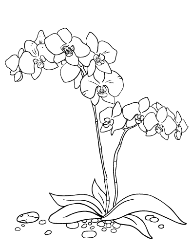 Orchid coloring #3, Download drawings