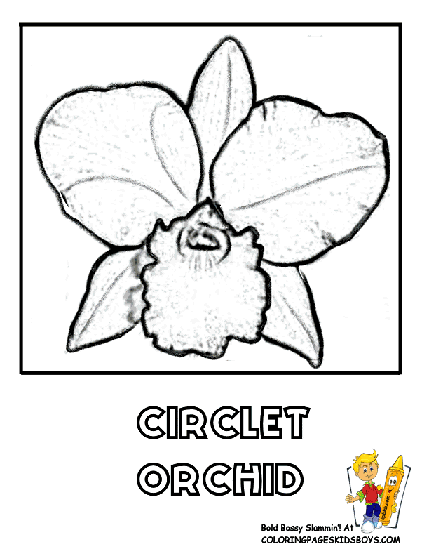 Orchid coloring #7, Download drawings