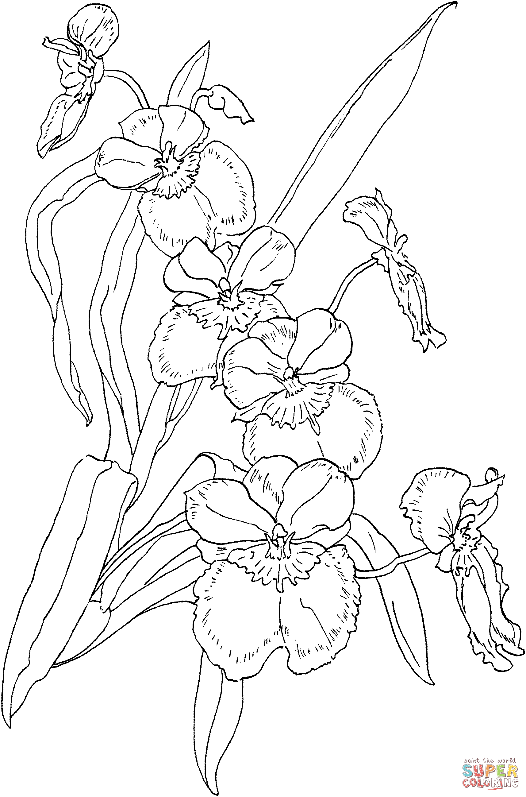 Orchid coloring #16, Download drawings