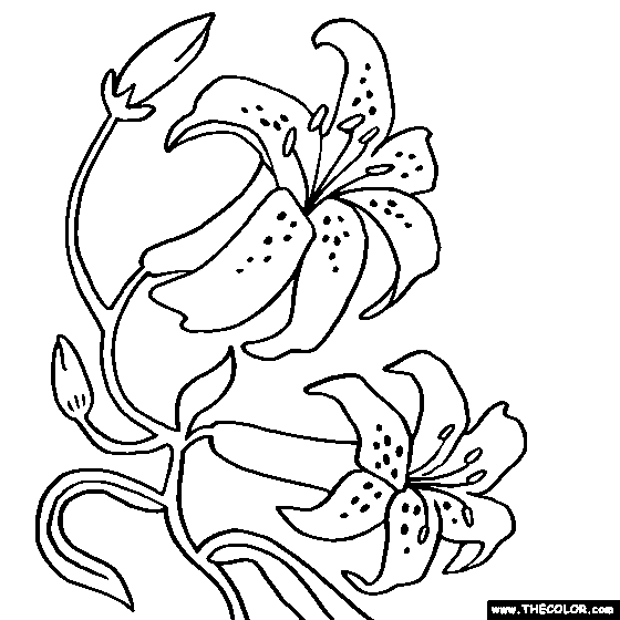 Orchid coloring #1, Download drawings