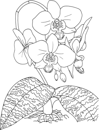 Orchid coloring #8, Download drawings