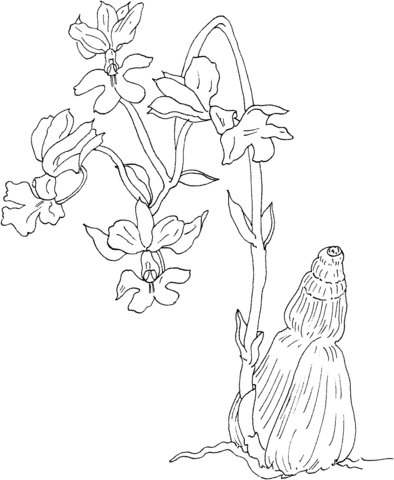 Orchid coloring #6, Download drawings