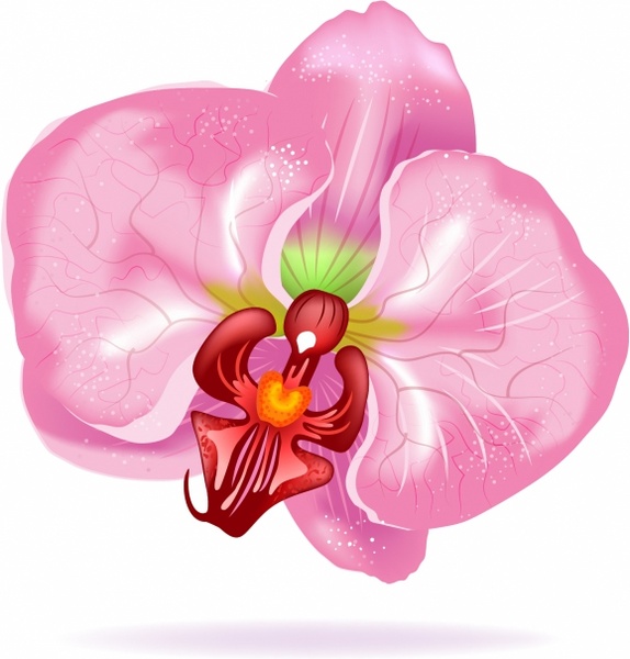 Orchid svg #654, Download drawings