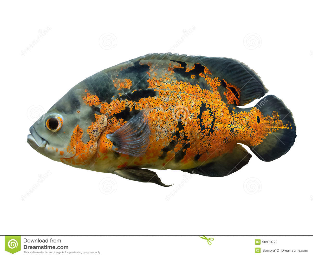 Oscar (Fish) clipart #18, Download drawings