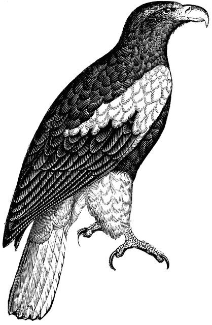 Osprey clipart #9, Download drawings