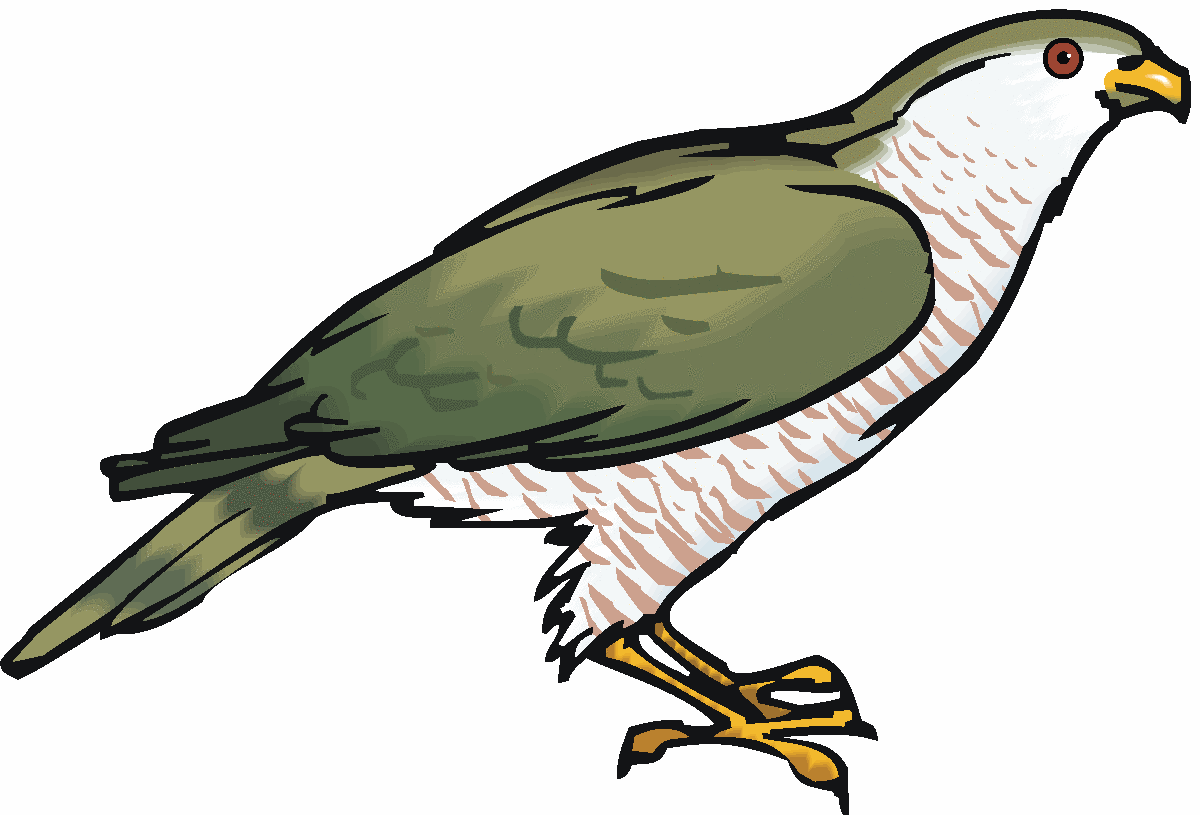 Osprey clipart #11, Download drawings