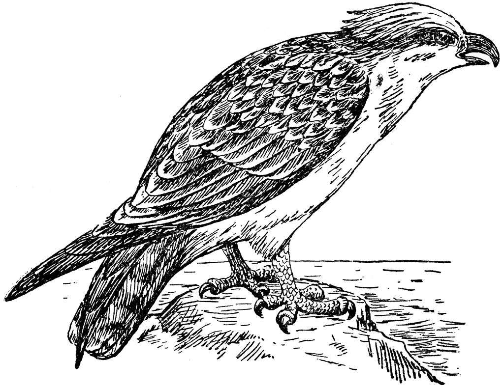 Osprey clipart #8, Download drawings