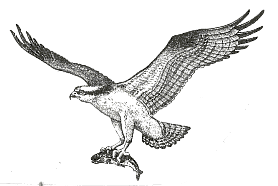 Osprey coloring #13, Download drawings
