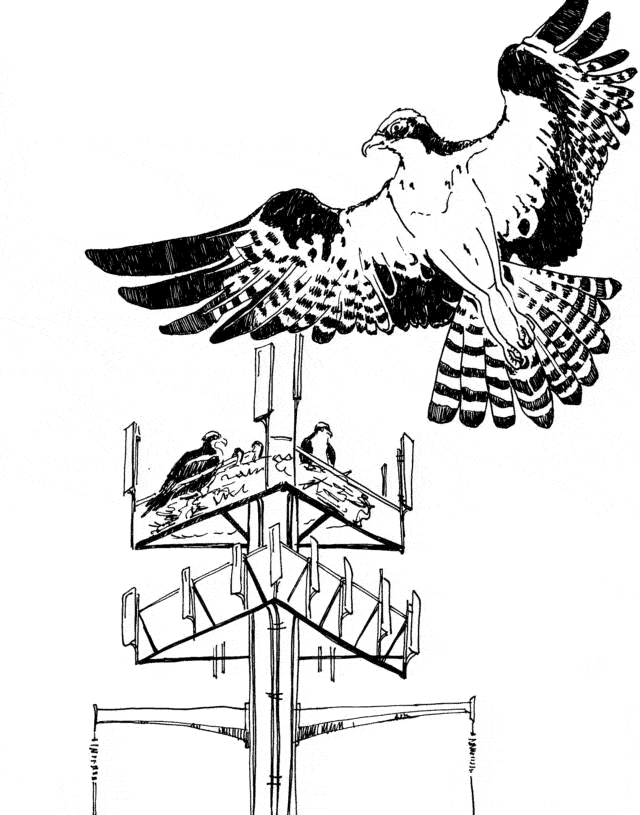 Osprey coloring #1, Download drawings