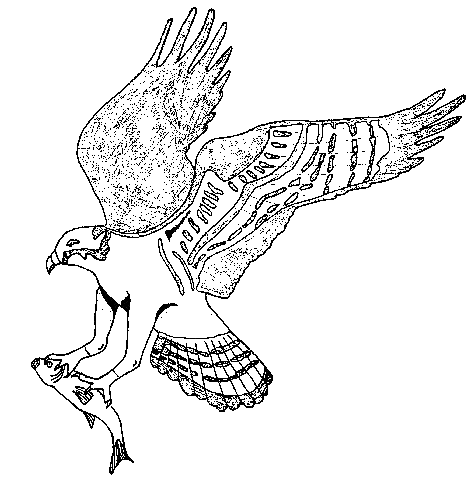 Osprey coloring #16, Download drawings
