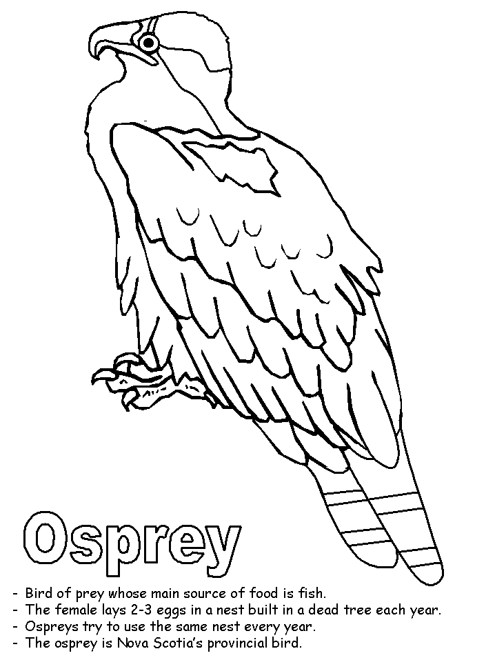 Osprey coloring #20, Download drawings
