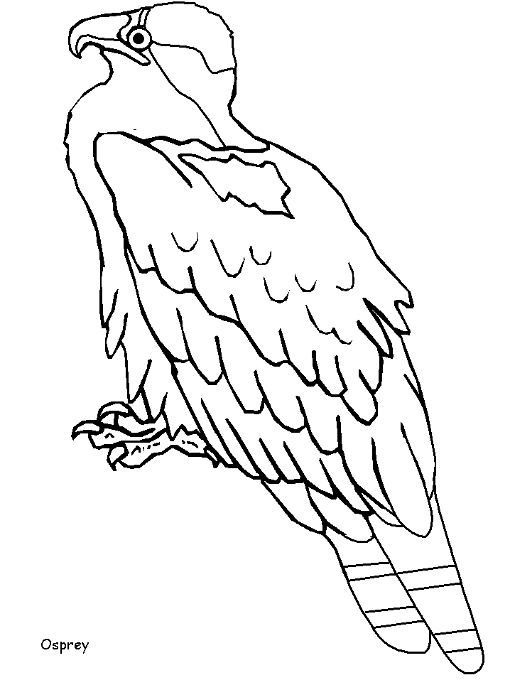 Osprey coloring #9, Download drawings