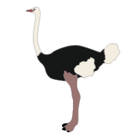 Ostrich clipart #1, Download drawings