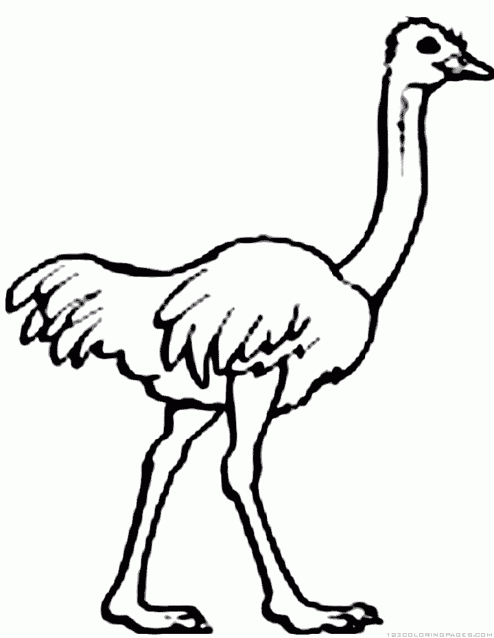 Ostrich coloring #10, Download drawings
