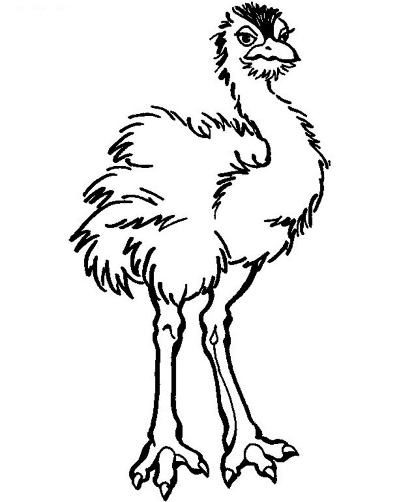 Ostrich coloring #1, Download drawings