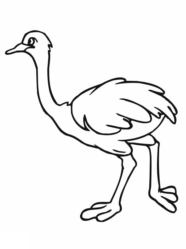 Ostrich coloring #14, Download drawings
