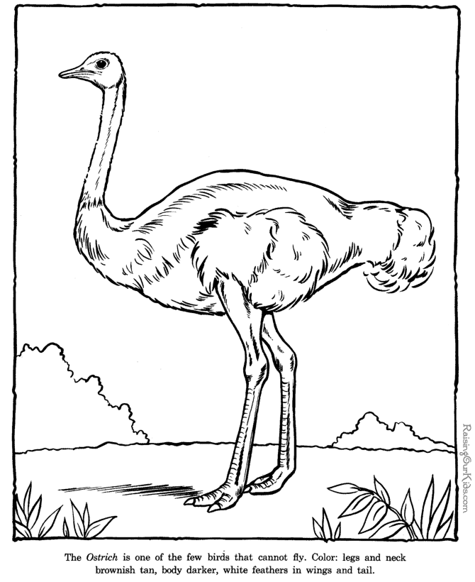 Ostrich coloring #16, Download drawings