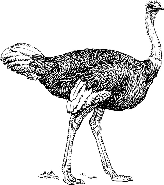 Ostrich svg #15, Download drawings